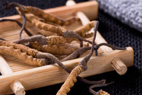 12 tác dụng của Đông trùng hạ thảo Cordyceps sinensis ai cũng cần biết!