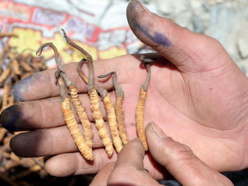 Đông trùng hạ thảo